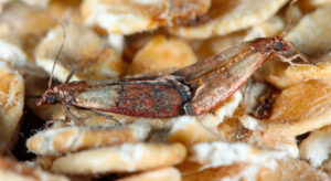 05 larva