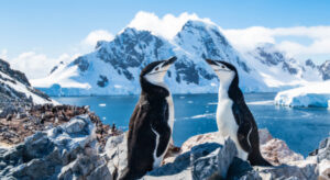 antartica-1